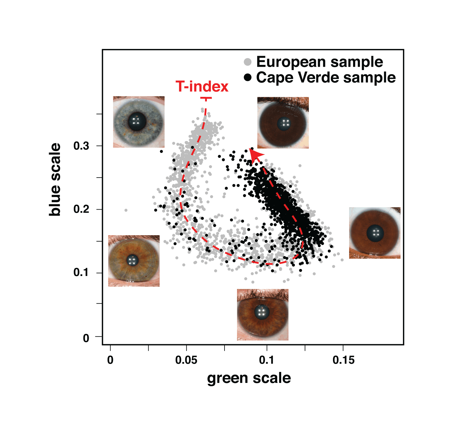 Figure 2: Quantitative assessment of eye color . Plotted are the normalized median values of green (x-axis) and blue (y-axis) levels of each individual’s irises. We fitted a principal curve that explains most of the variation in the data (red dashed curve). The T-index is defined by the arc-length from the projection of each point on the curve to the end of the curve that corresponds to the lightest eye color. In the figure are examples of eye photos at their respective position in the T-index curve. doi:10.1371/journal.pgen.1003372.g002