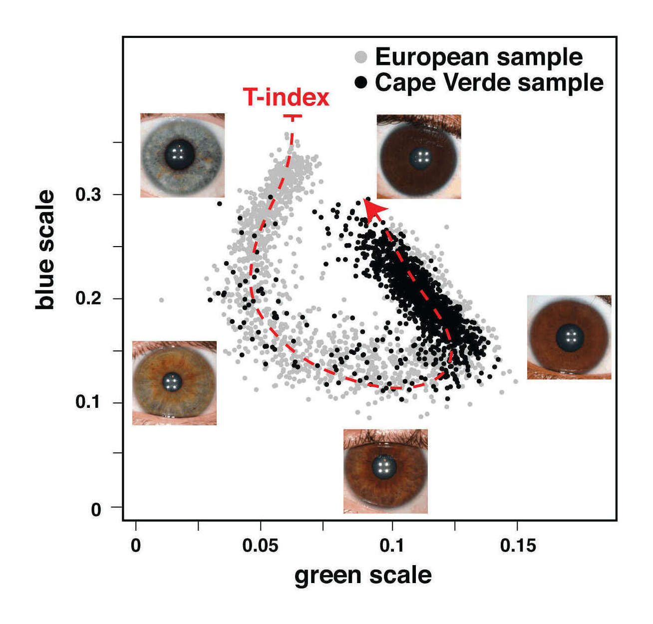 Figure 2: Quantitative assessment of eye color . Plotted are the normalized median values of green (x-axis) and blue (y-axis) levels of each individual’s irises. We fitted a principal curve that explains most of the variation in the data (red dashed curve). The T-index is defined by the arc-length from the projection of each point on the curve to the end of the curve that corresponds to the lightest eye color. In the figure are examples of eye photos at their respective position in the T-index curve. doi:10.1371/journal.pgen.1003372.g002