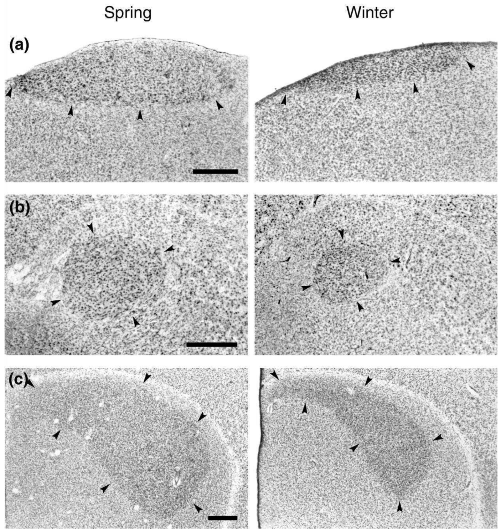 Neuron numbers link innovativeness with both absolute and relative brain  size in birds