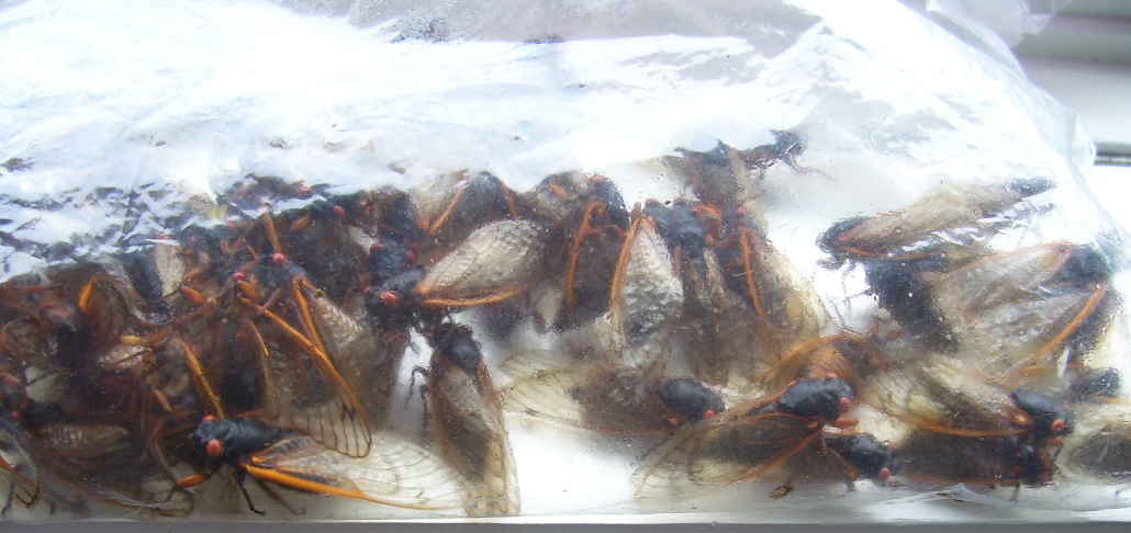 My cicadas, fresh from the park’s trees and bushes