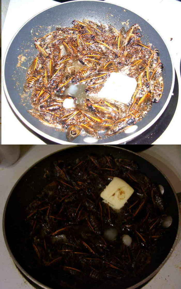 A saucepan of butter, spare bacon grease, and 75g of cicadas.