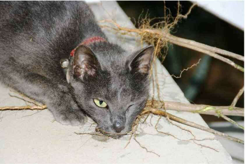 Figure 1: A cat on Christmas Island in an apparent drug-induced stupor after chewing the roots of Acalypha indica. (From Scaffidi et al 2016.)
