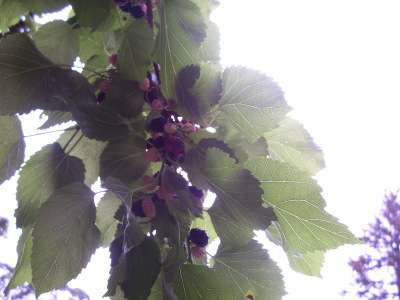 My local mulberry tree in June 2011: up