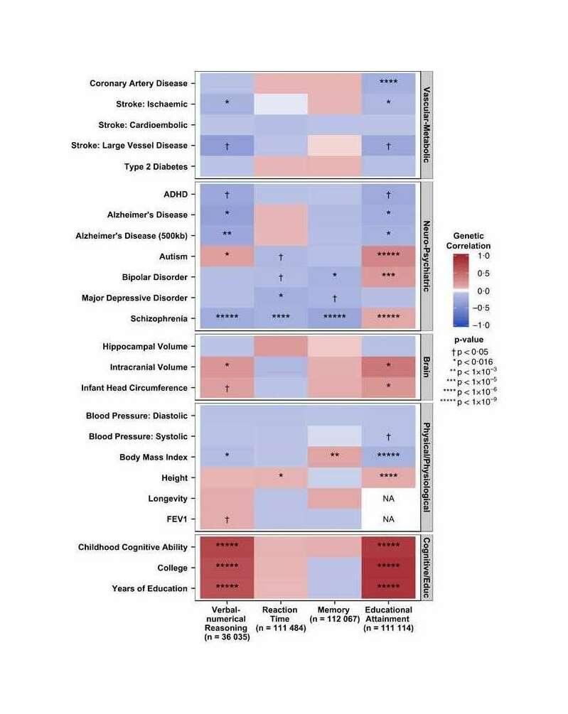 Hagenaars et al 2016: “Figure 1. Heat map of genetic correlations calculated using LD regression between cognitive phenotypes in UK Biobank and health-related variables from GWAS consortia. Hues and colors depict, respectively, the strength and direction of the genetic correlation between the cognitive phenotypes in UK Biobank and the health-related variables. Red and blue indicate positive and negative correlations, respectively. Correlations with the darker shade associated with a stronger association. Based on results in Table 2. ADHD, attention deficit hyperactivity disorder; FEV1, forced expiratory volume in 1 s; GWAS, genome-wide association study; LD, linkage disequilibrium; NA, not available.”